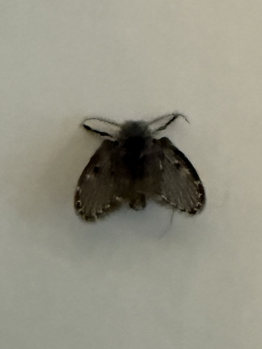 Unknown species found near New Preston Hill Rd, New Preston Marble Dale, CT, US