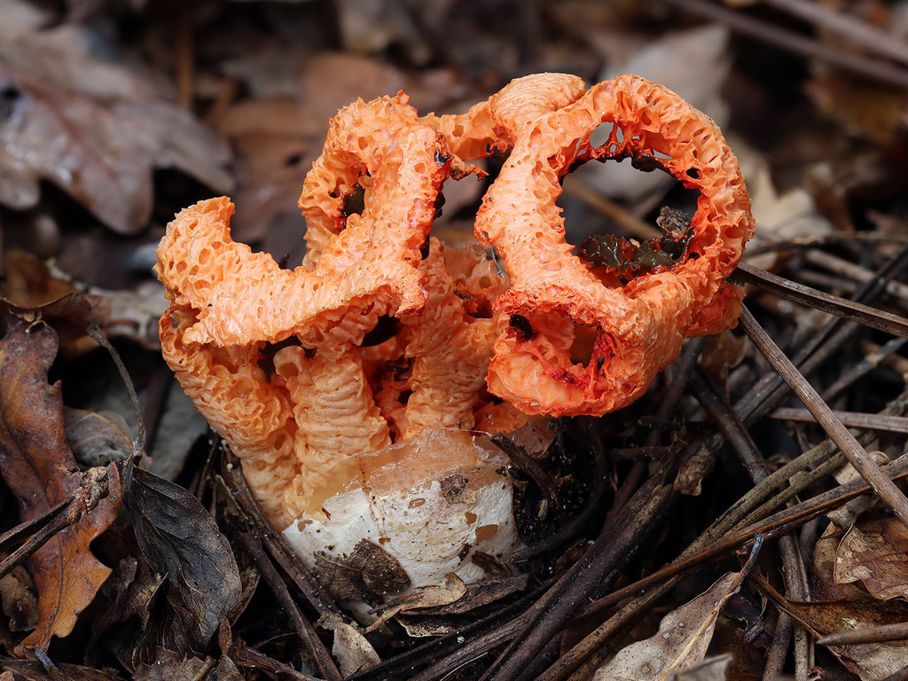 Clathrus ruber · November 2025 · photo: © mycobel (iNaturalist, cc-by)