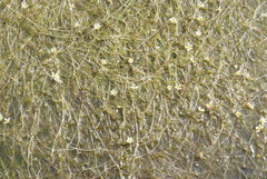 Ranunculus confervoides