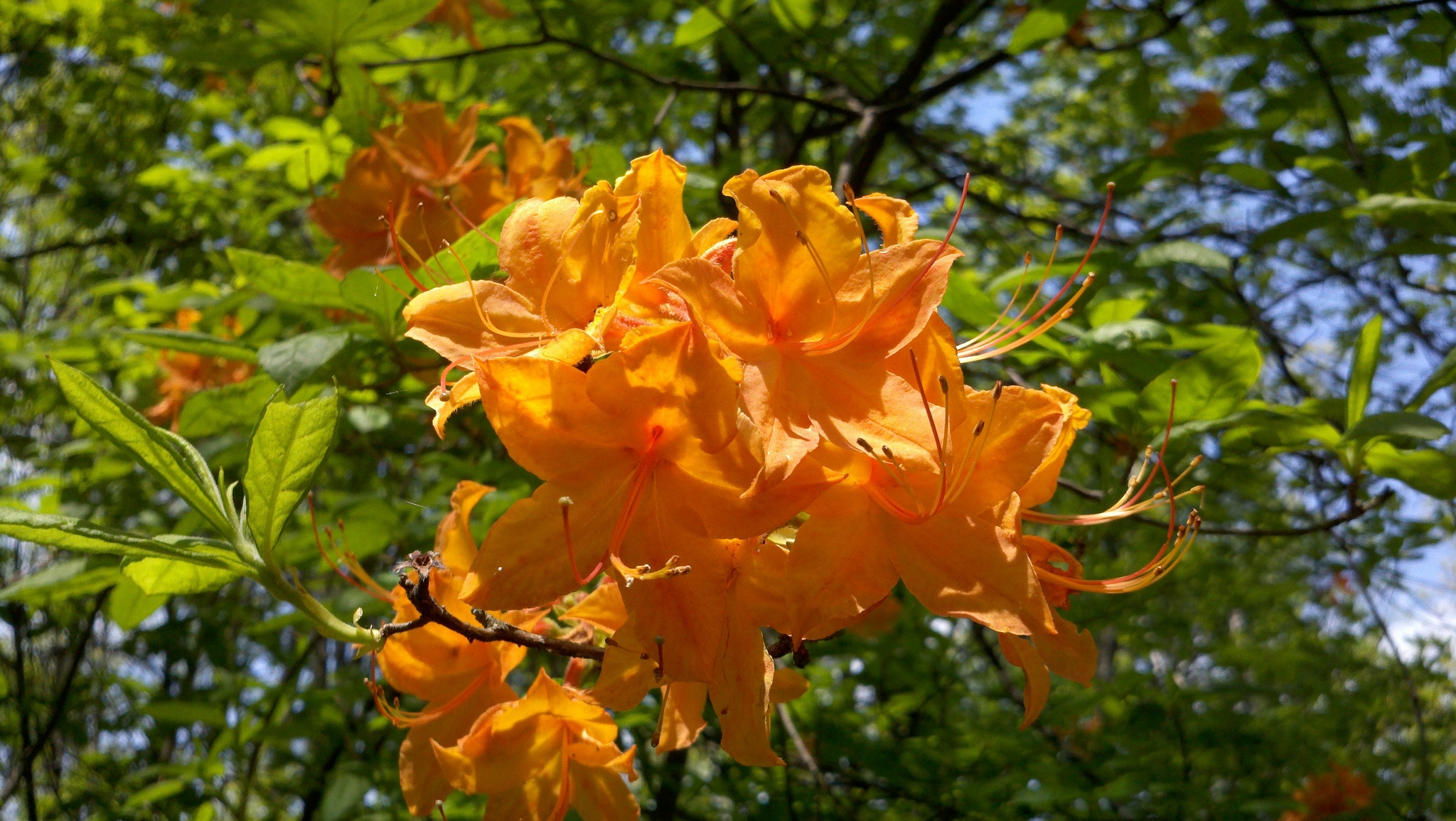 Flame Azalea (Rhododendron calendulaceum)