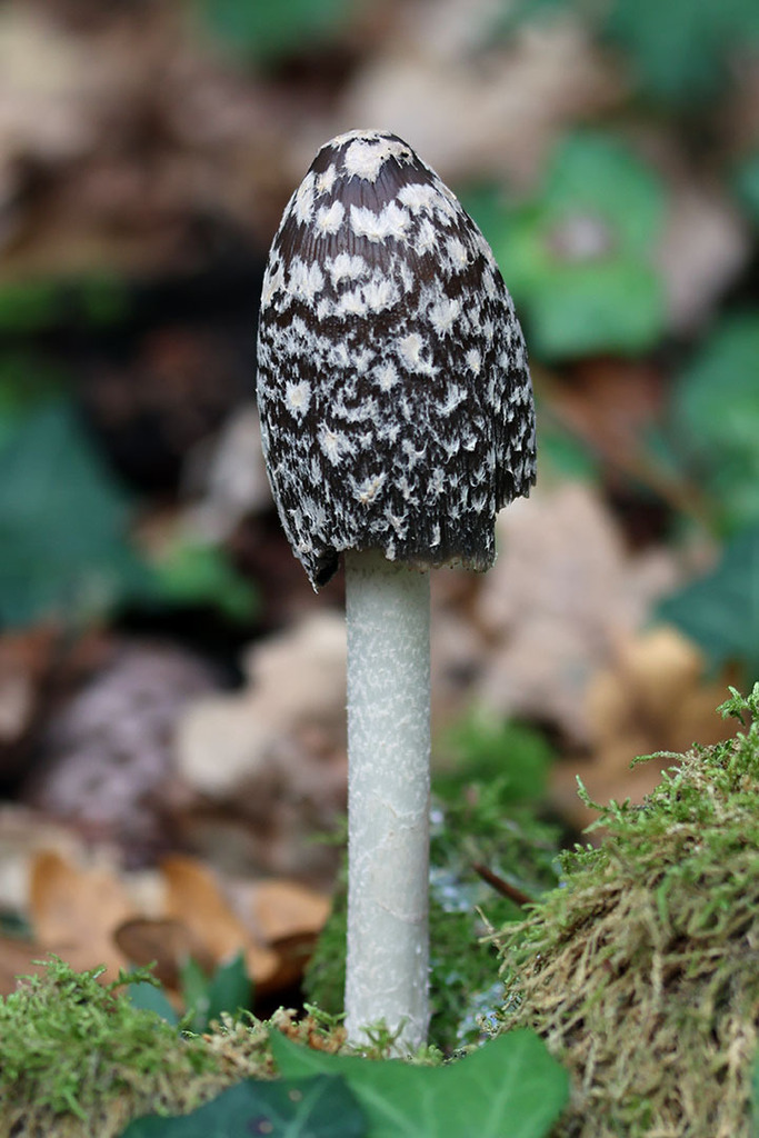 Coprinopsis picacea · November 2025 · photo: © mycobel (iNaturalist, cc-by)