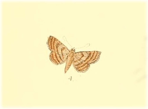 Egnasia ocellata