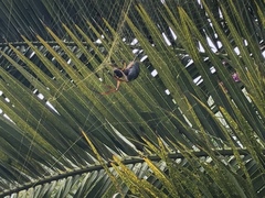 Trichonephila sexpunctata