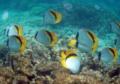 Chaetodon lineolatus