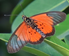 Acraea igola