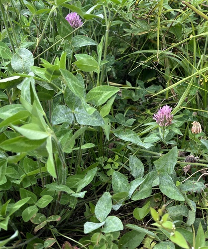 Erysiphe trifoliorum