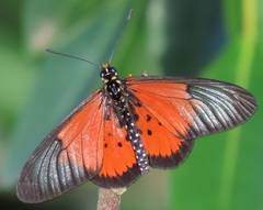 Acraea igola