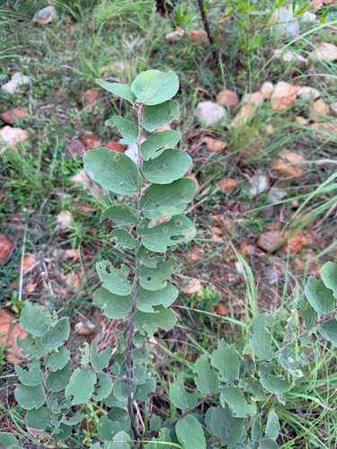 Grewia orbiculata, 2025-11-26