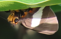 Coeliades forestan forestan