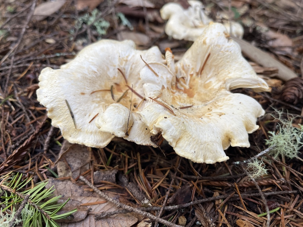 Cantharellus subalbidus · November 2025 · photo: © c_dizzy (iNaturalist, cc0)