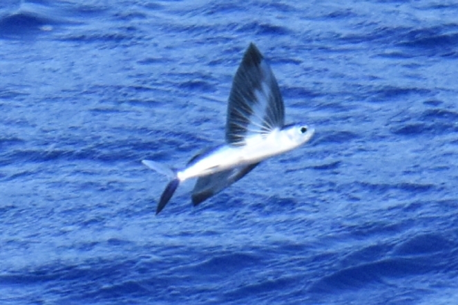Bandwing Flyingfish