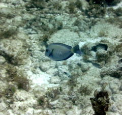 Acanthurus chirurgus