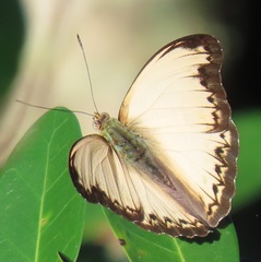 Cymothoe coranus coranus