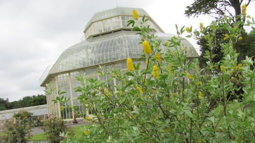 Argyrocytisus battandieri iNat (1)