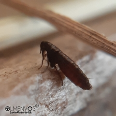 Ceratophyllus gallinae