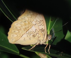 Cymothoe coranus coranus