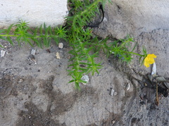 Portulaca rubricaulis