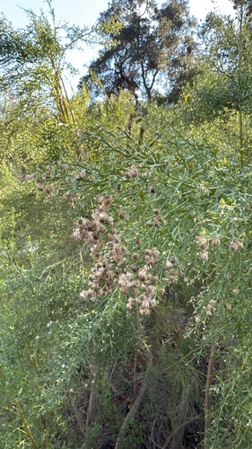 willow baccharis (Baccharis salicina)