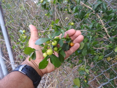 Diospyros tetrasperma