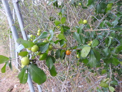 Diospyros tetrasperma