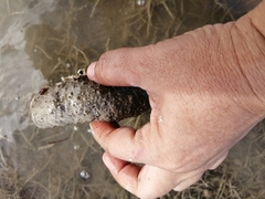 Holothuria floridana