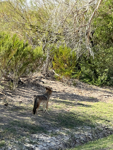 iNaturalist observation 2025-11-27
