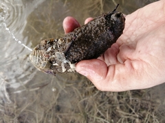 Holothuria floridana