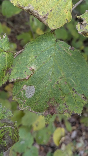 Nut Leaf Blister Moth, Wassenaar, Zuid-Holland, Netherlands, photo 5 of 10
