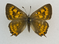 Tharsalea arota schellbachi