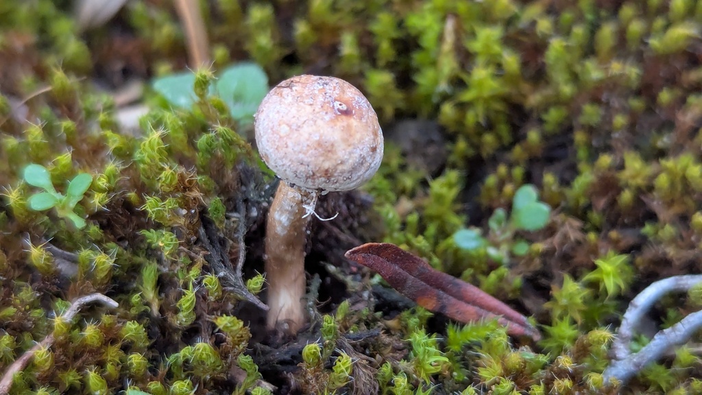 Tulostoma brumale · November 2025 · photo: © rudolphous (iNaturalist, cc-by)