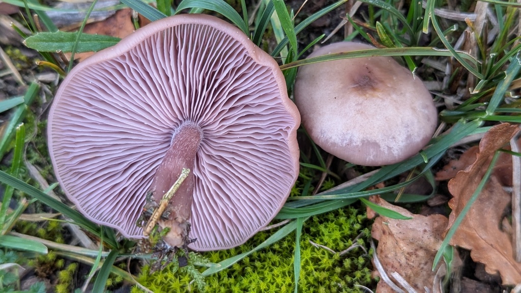 Collybia sordida · November 2025 · photo: © rudolphous (iNaturalist, cc-by)