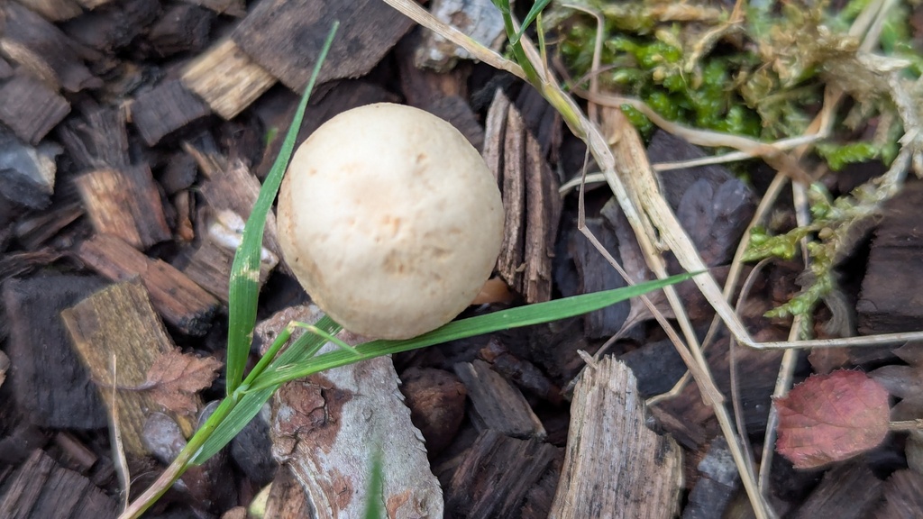 Tubaria furfuracea · November 2025 · photo: © rudolphous (iNaturalist, cc-by)