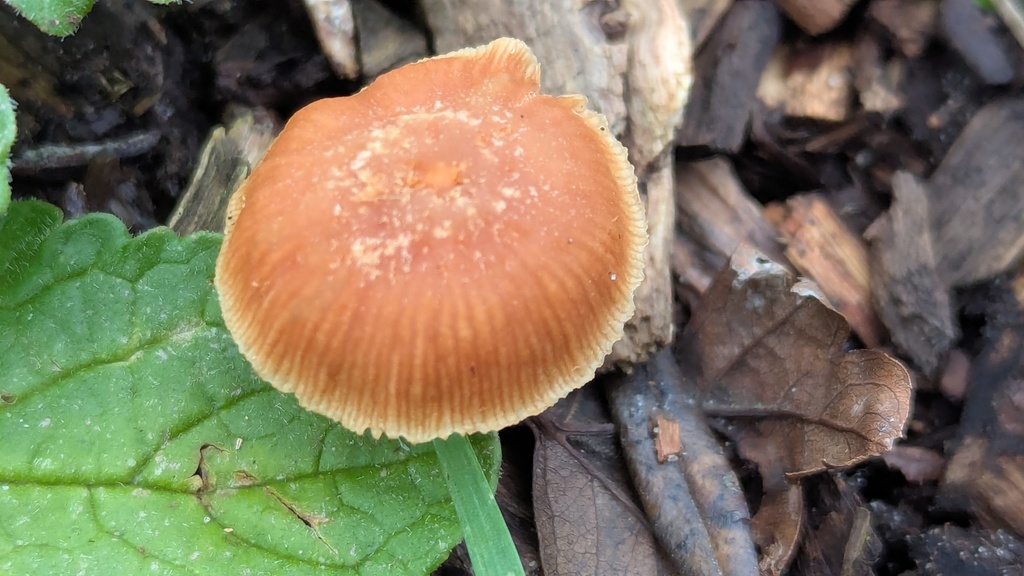 Tubaria furfuracea · November 2025 · photo: © rudolphous (iNaturalist, cc-by)