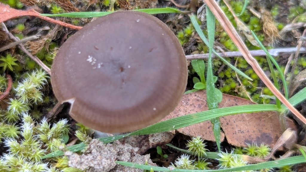 Entoloma sericeum · November 2025 · photo: © rudolphous (iNaturalist, cc-by)