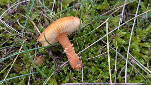 Cystoderma amianthinum — (c) Michel Langeveld, some rights reserved (CC BY)