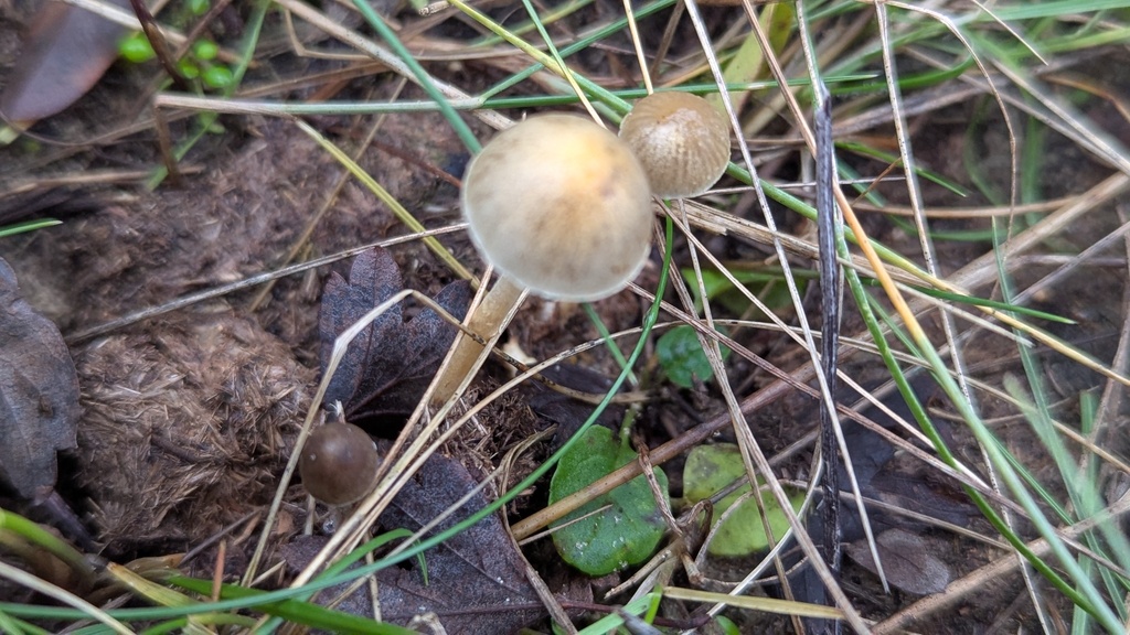 Protostropharia semiglobata · November 2025 · photo: © rudolphous (iNaturalist, cc-by)