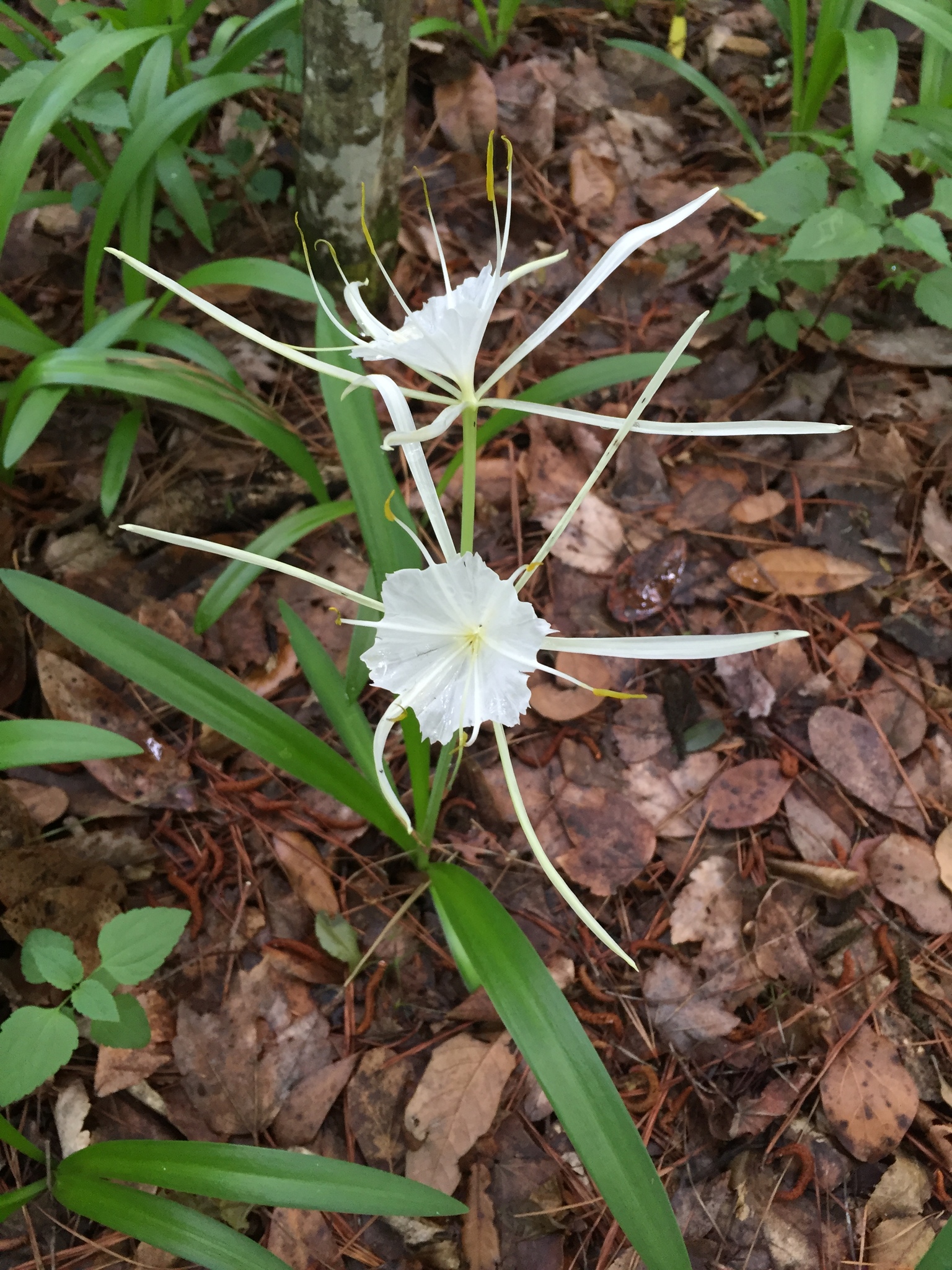 Whitesands Spiderlily (Hymenocallis duvalensis)