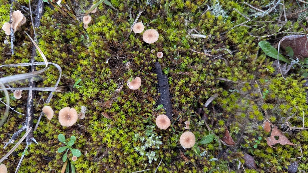 Omphalina galericolor · November 2025 · photo: © rudolphous (iNaturalist, cc-by)