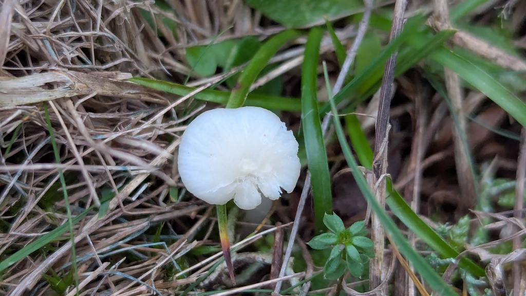 Cuphophyllus virgineus · November 2025 · photo: © rudolphous (iNaturalist, cc-by)