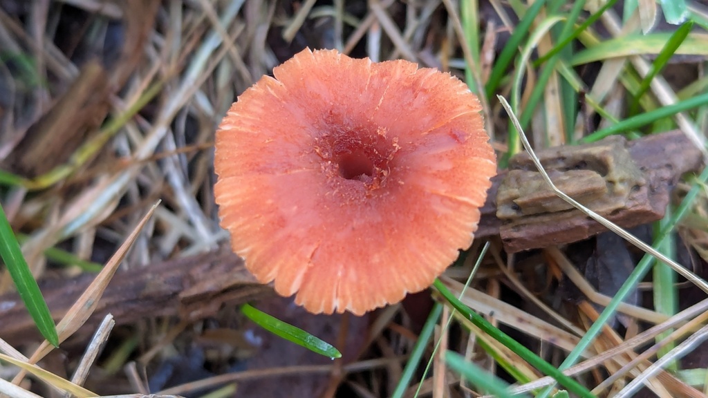 Laccaria laccata · November 2025 · photo: © rudolphous (iNaturalist, cc-by)