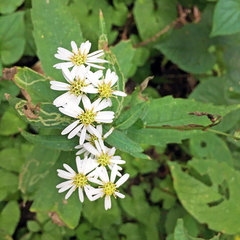 Aster ageratoides ageratoides