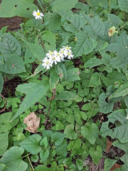 Aster ageratoides ageratoides