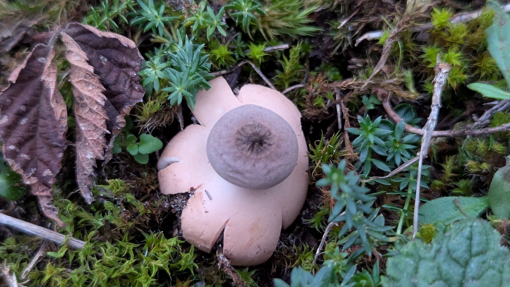 Geastrum schmidelii · November 2025 · photo: © rudolphous (iNaturalist, cc-by)