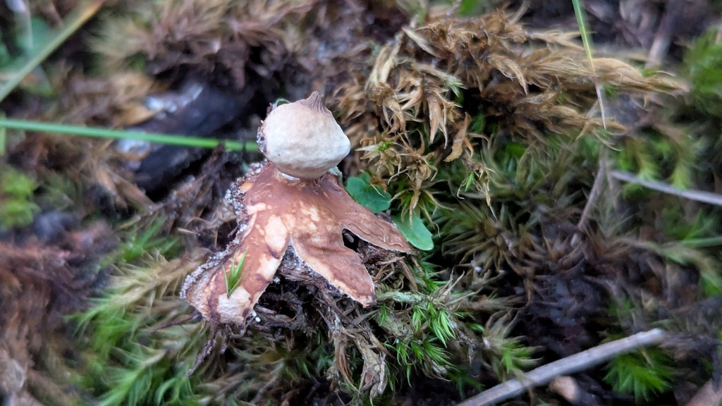 Geastrum schmidelii