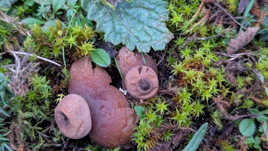 Geastrum schmidelii · November 2025 · photo: © rudolphous (iNaturalist, cc-by)