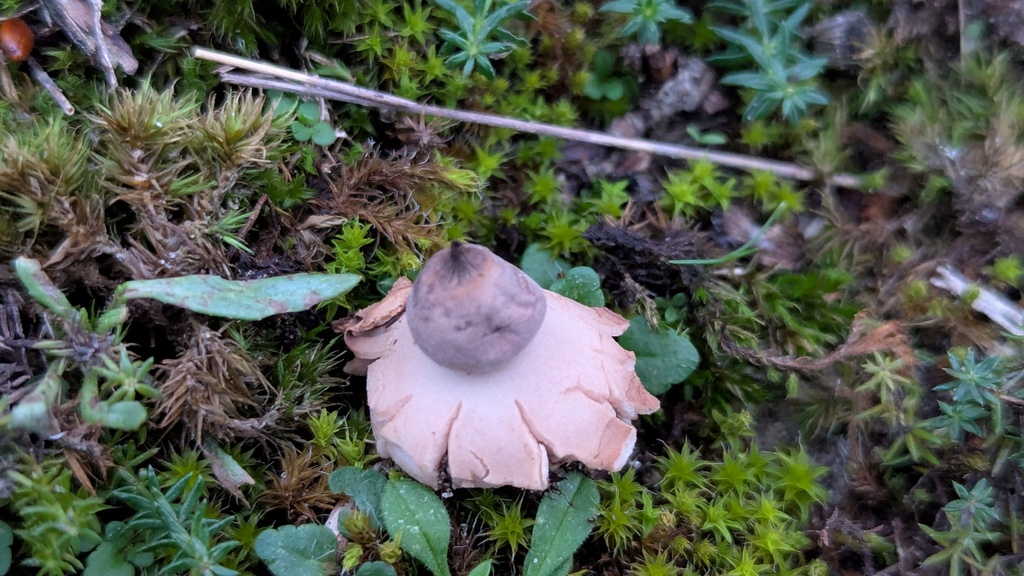 Geastrum schmidelii · November 2025 · photo: © rudolphous (iNaturalist, cc-by)