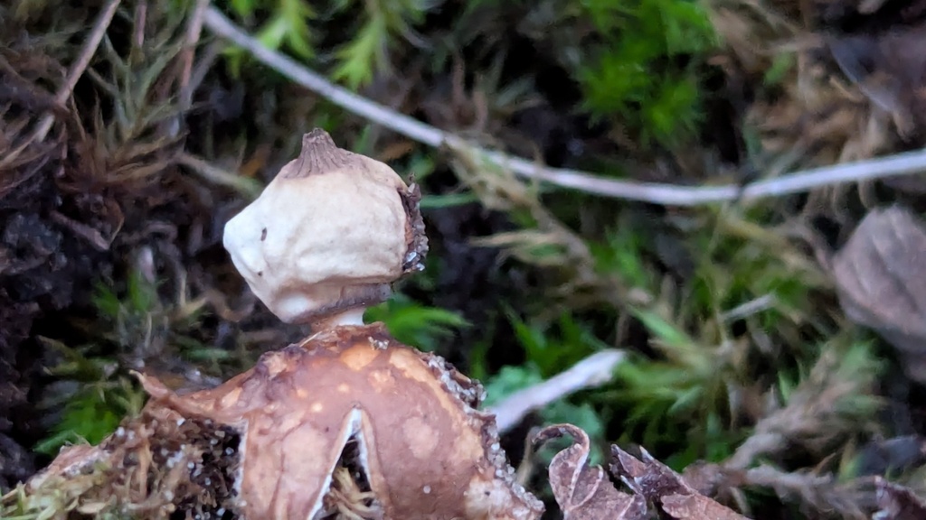 Geastrum schmidelii · November 2025 · photo: © rudolphous (iNaturalist, cc-by)