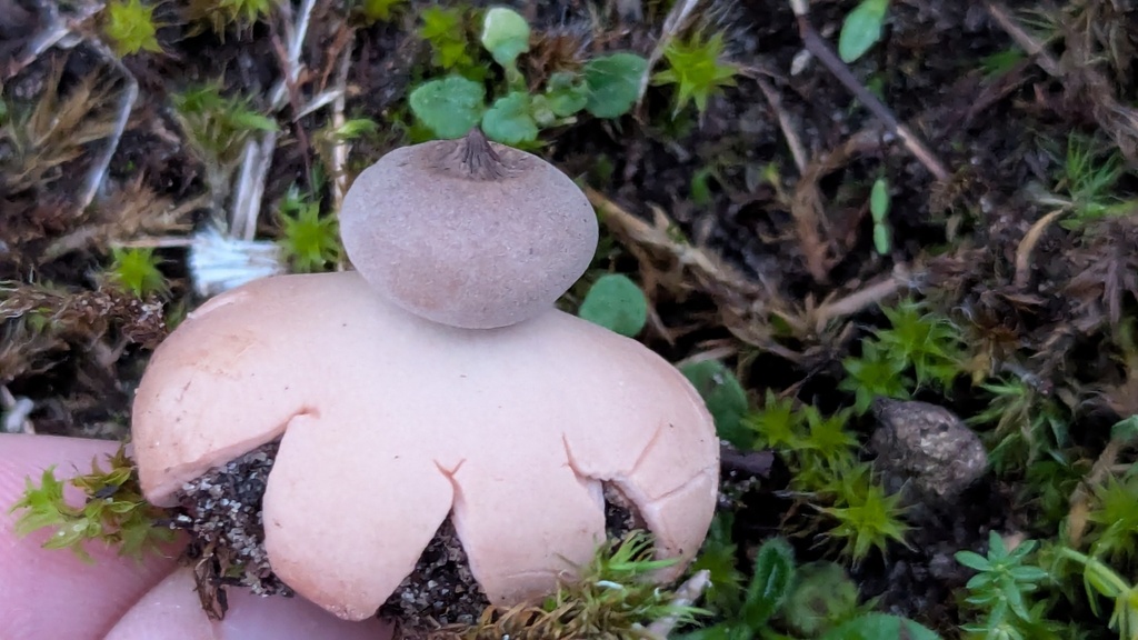 Geastrum schmidelii · November 2025 · photo: © rudolphous (iNaturalist, cc-by)
