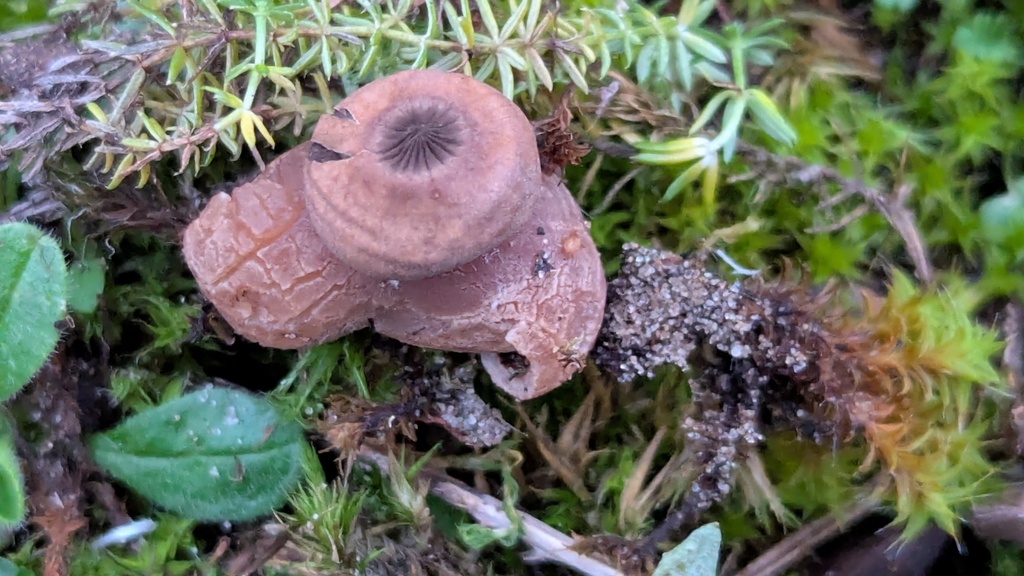 Geastrum schmidelii · November 2025 · photo: © rudolphous (iNaturalist, cc-by)