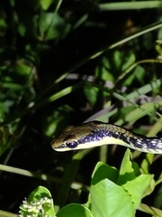 Dendrelaphis marenae